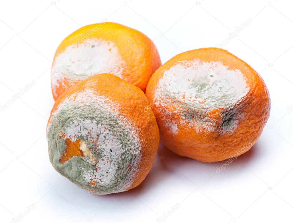 Group of mouldy rotten mandarins isolated on white background