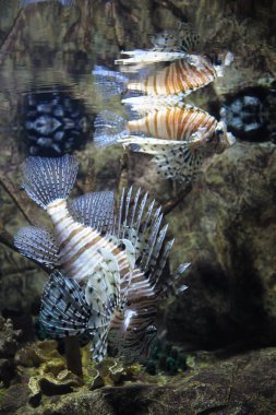 Ortak lionfish su, dalgalar top yansıma Yüzme (Pterois volitans). Balık acı zehiri ile tropikal bir türdür