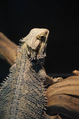 Kertenkele sakallı Ejder siyah arka plan üzerine