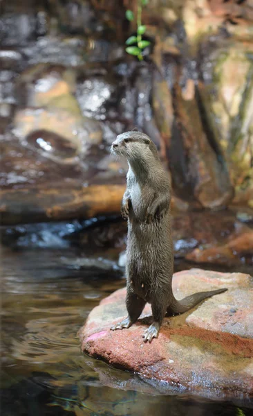 Nutria Marrón Pie Mirando Hacia Otro Lado Cámara — Foto de Stock