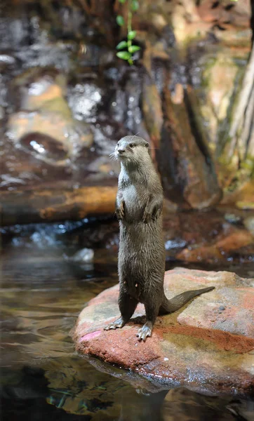 Lontra Marrom Olhando Para Longe Câmera — Fotografia de Stock