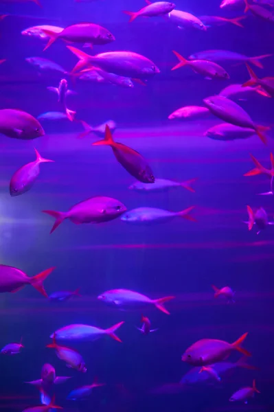 Many fish in the pink aquarium