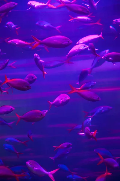 Many Fish Pink Aquarium — Stock Photo, Image