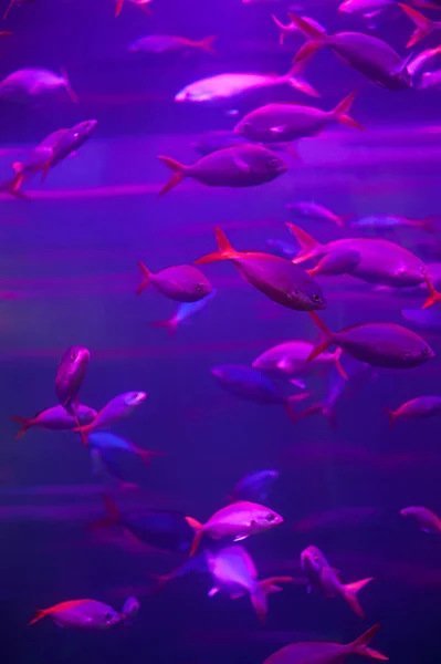 Vele Vissen Het Aquarium Roze — Stockfoto