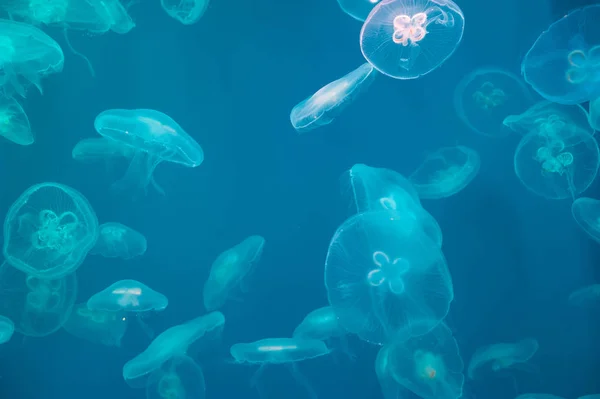 Księżyc Jellyfish Aurelia Uszata Wodzie Aurelia Uszata Zwany Także Wspólne — Zdjęcie stockowe