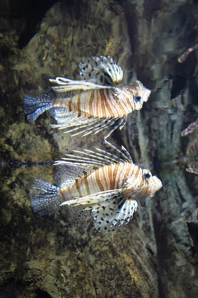 Rotfeuerfische Pterois Volitans Schwimmen Wasser Reflexion Den Wellen Fisch Ist — Stockfoto