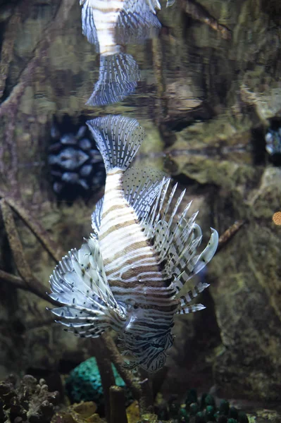 Κοινή Lionfish Pterois Volitans Κολυμπώντας Στο Νερό Αντανάκλαση Στην Κορυφή — Φωτογραφία Αρχείου