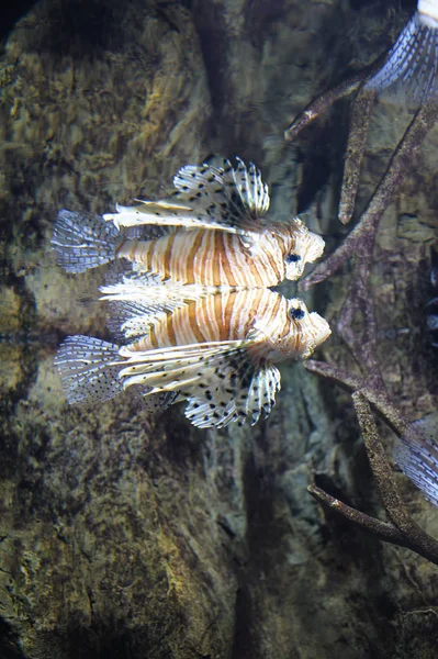 Common lionfish (Pterois volitans) swimming in water, reflection in top of waves. Fish is a tropical species with a painful venom