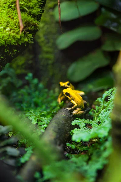 Χρυσή Δηλητήριο Βέλος Βάτραχος Phyllobates Terribilis Πολύχρωμο Φωτεινό Κίτρινο Τροπικών — Φωτογραφία Αρχείου