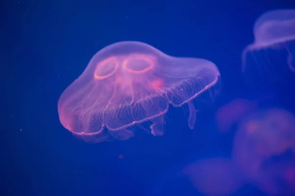 Księżyc Jellyfish Aurelia Uszata Wodzie Aurelia Uszata Zwany Także Wspólne — Zdjęcie stockowe