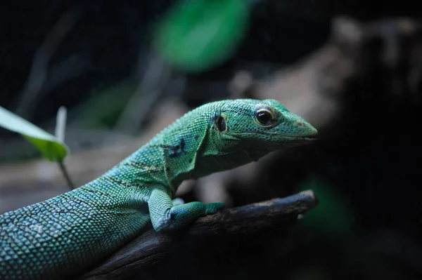 Lagarto Terrário Ramo Árvore — Fotografia de Stock