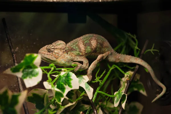 Chameleon Zit Een Tak Het Terrarium — Stockfoto