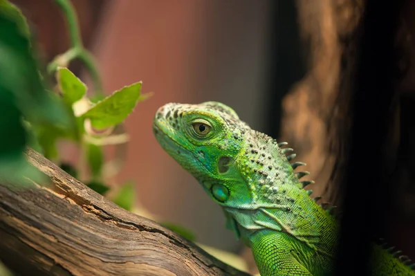 Pequeña Iguana Verde Árbol — Foto de Stock