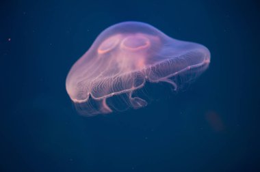 Ay denizanası Aurelia aurita