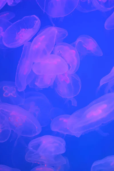 Meduse lunari Aurelia aurita in acqua — Foto Stock