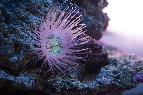 Bellissimo anemone marino — Foto Stock