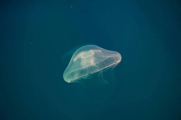 Φεγγάρι μεδουσών Aurelia aurita — Φωτογραφία Αρχείου