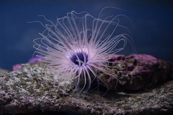 Schöne Seeanemone — Stockfoto