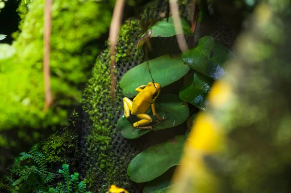 황금 독 화살 개구리 — 스톡 사진