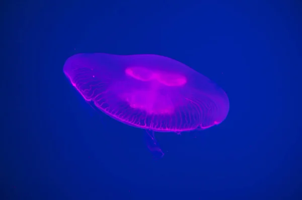 Moon jellyfish Aurelia aurita — Stock Photo, Image