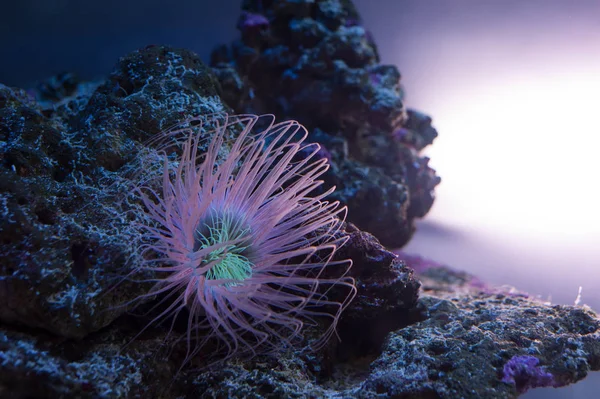 Bellissimo anemone marino — Foto Stock