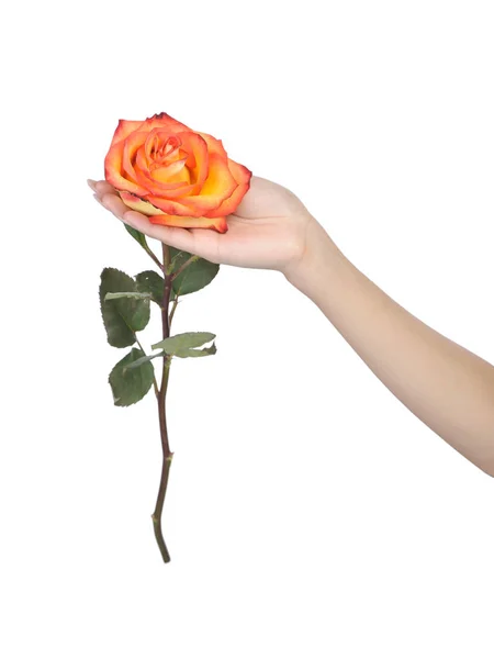 Female hand with a beautiful manicure holding rose — Stock Photo, Image