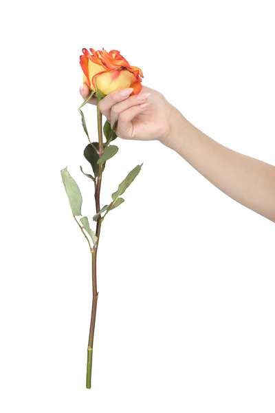 Женская рука с красивым маникюром, держащим розу — стоковое фото