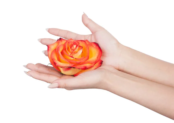 Розовый бутон в женской руке — стоковое фото