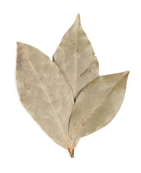 Spices bay laurel leaves — Stock Photo, Image