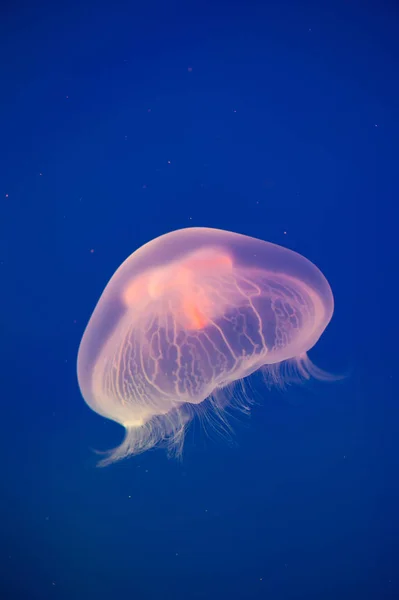 Měsíční medúza Aurelia aurita — Stock fotografie