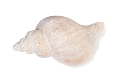 Yakın çekim büyük deniz kabuğu