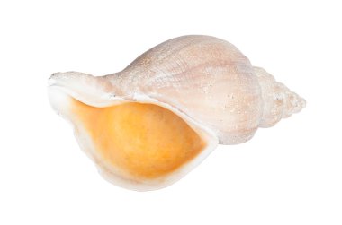 Yakın çekim büyük deniz kabuğu