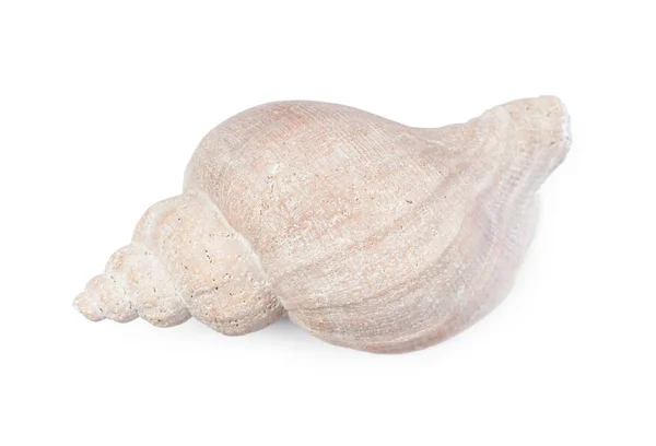 Big Seashell w zbliżenie — Zdjęcie stockowe