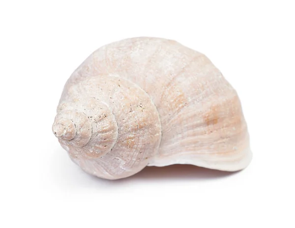 Big Seashell w zbliżenie — Zdjęcie stockowe