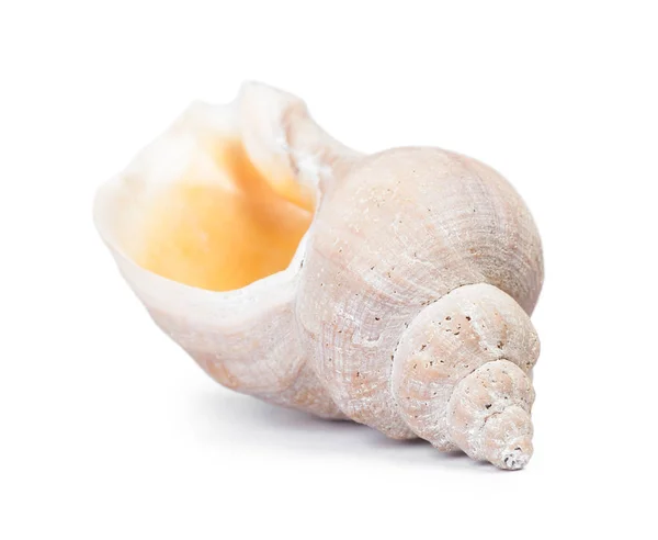 Big seashell in close-up — Stock Photo, Image