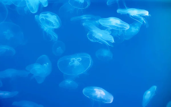 Księżyc jellyfish Aurelia uszata w wodzie — Zdjęcie stockowe