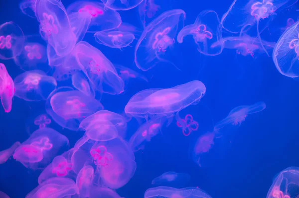 Księżyc jellyfish Aurelia uszata w wodzie — Zdjęcie stockowe
