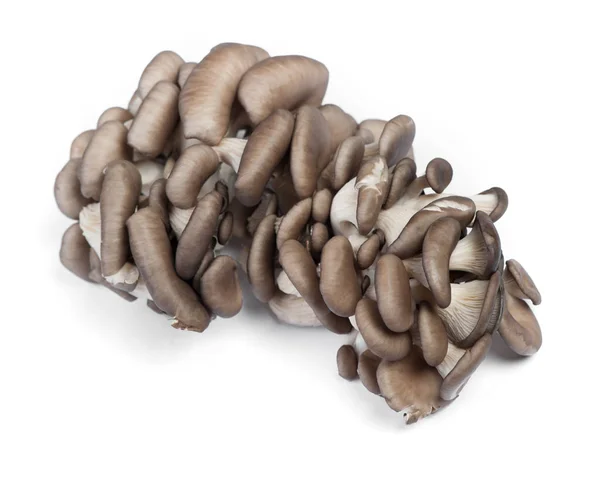 Stos świeżych surowych grzybów ostryg — Zdjęcie stockowe