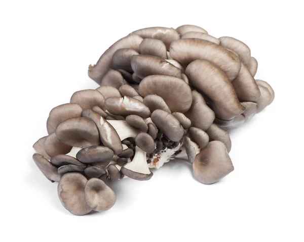 Stos świeżych surowych grzybów ostryg — Zdjęcie stockowe