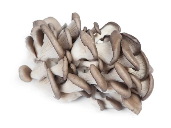 Mucchio di funghi freschi crudi di ostrica — Foto Stock