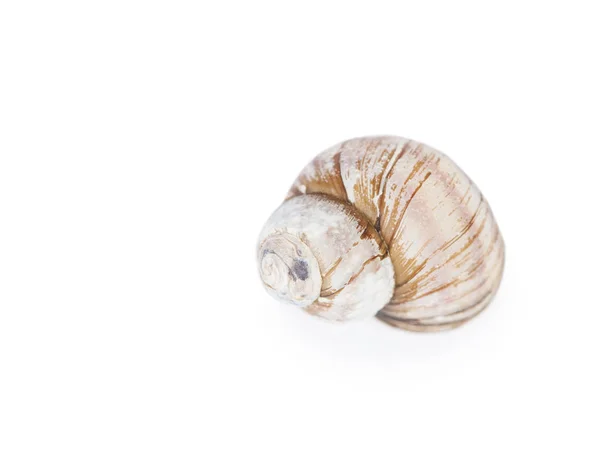 一个空蜗牛壳 — 图库照片