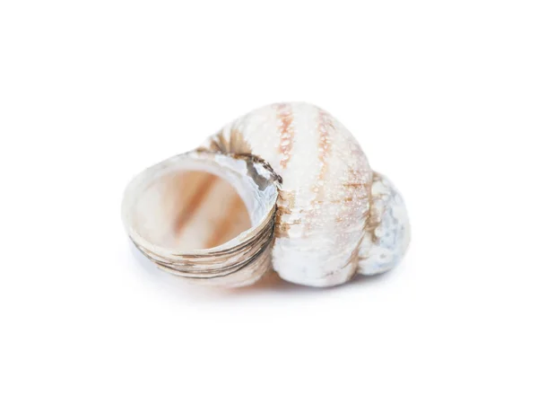 一个空蜗牛壳 — 图库照片
