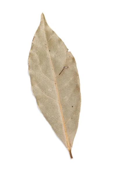 Kryddor bay laurel blad — Stockfoto