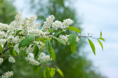 kuş kiraz çiçekleri