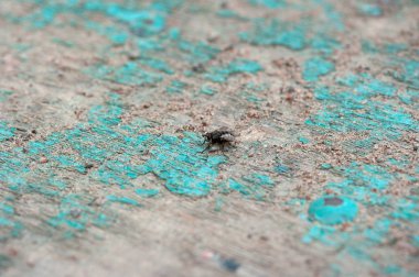 bir makro çekim sinek