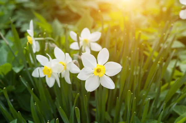 Kytka Narcis — Stock fotografie