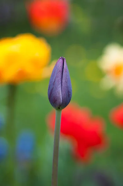 Ungeblasene Knospe der violetten Tulpe — Stockfoto