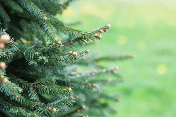 Young spruce tree — Stock Photo, Image