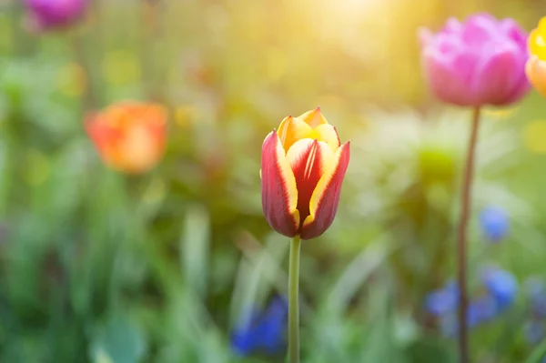 Fechar-se de uma bela flor de tulipa única — Fotografia de Stock