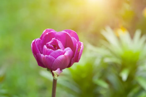 Güzel bir tek lale çiçeği closeup — Stok fotoğraf